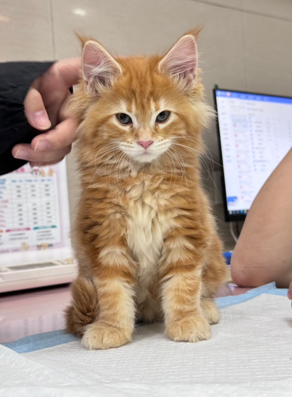 Marigold, a Maine Coon