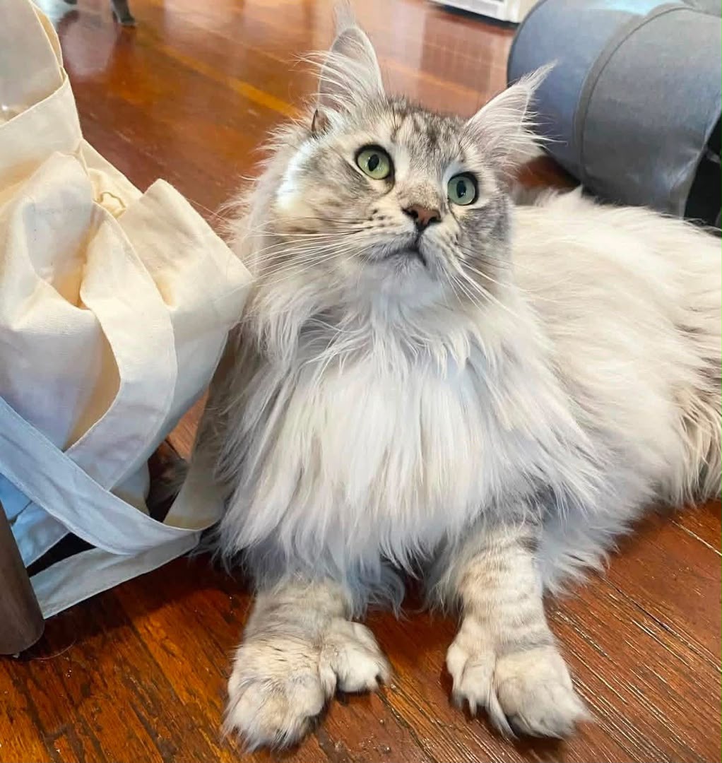 Milo photo 3
